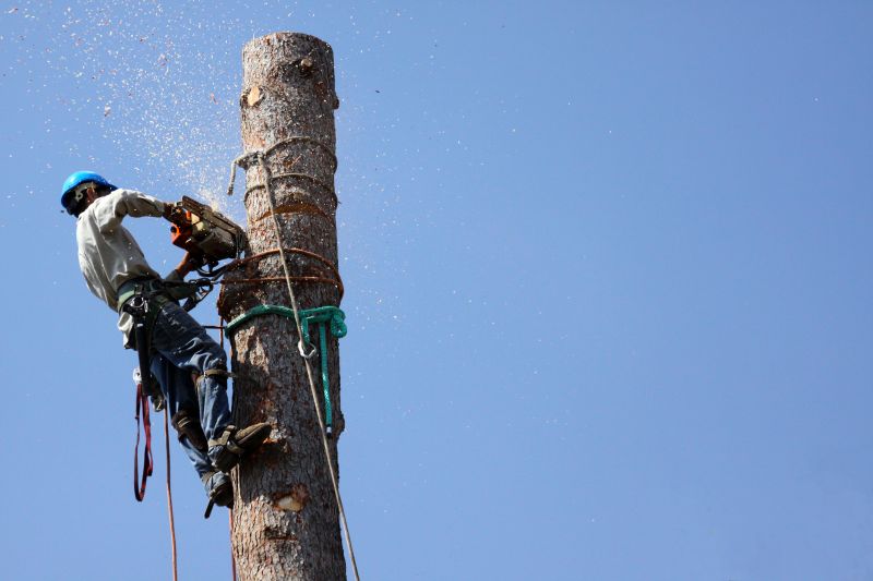 Tree Pruning and Removal Services