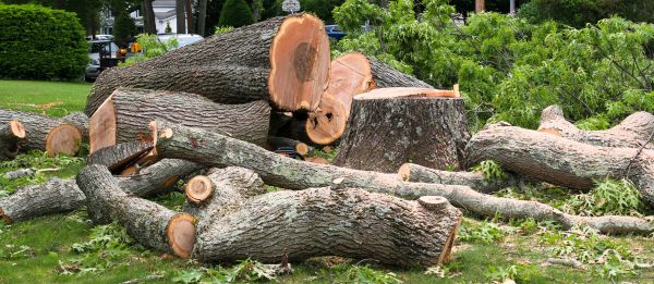 Large Tree Removal in Dayton