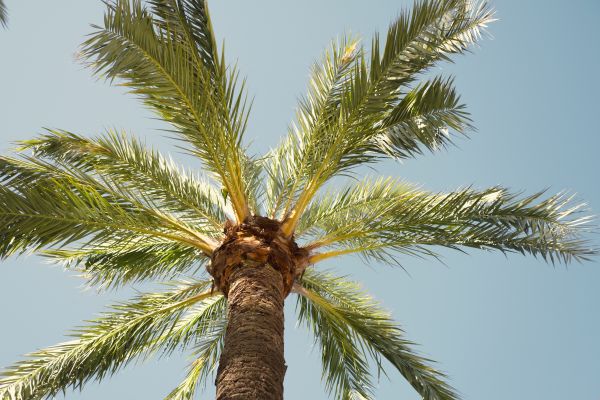 Palm Tree Removal in Dayton