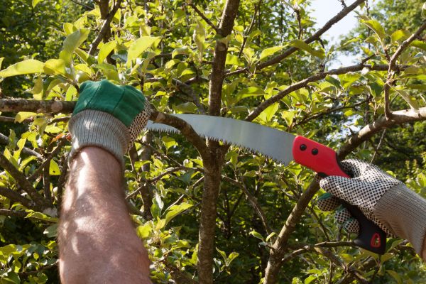 Small Tree Removal in Dayton