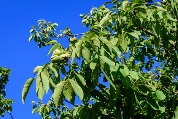 Cost of Walnut Tree Removal in Dayton