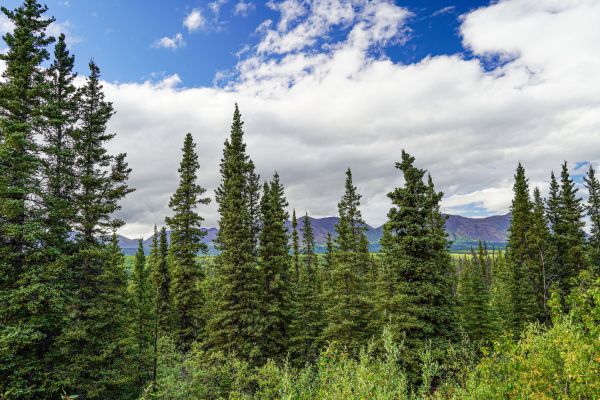 Cost of Spruce Tree Removal in Dayton