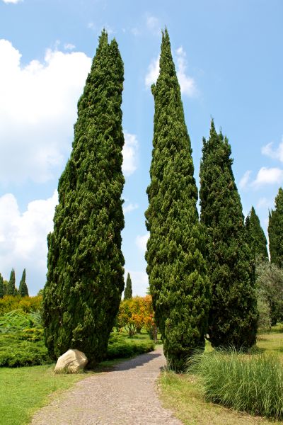 Cost of Cypress Tree Removal in Dayton