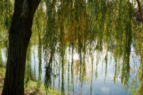 Cost of Willow Tree Removal in Dayton