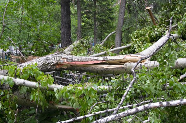 Cost of Birch Tree Removal in Dayton
