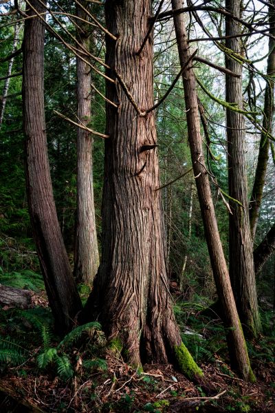 Cost of Cedar Tree Removal in Dayton