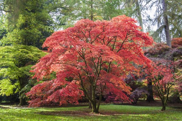 Cost of Maple Tree Removal in Dayton