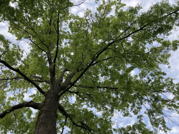 Cost of Oak Tree Removal in Dayton