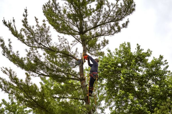 Cost of Pine Tree Removal in Dayton