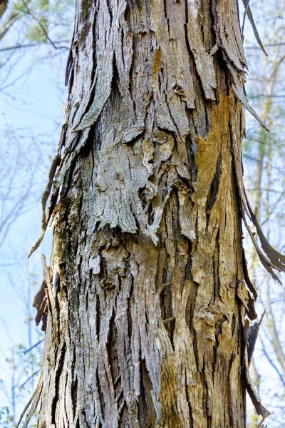 Cost of Hickory Tree Removal in Dayton
