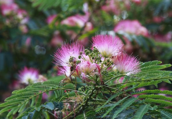 Cost of Mimosa Tree Removal in Dayton