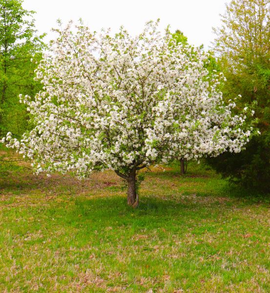 Cost of Dogwood Tree Removal in Dayton