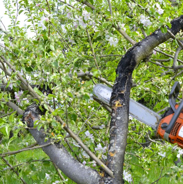 Cost of Apple Tree Removal in Dayton