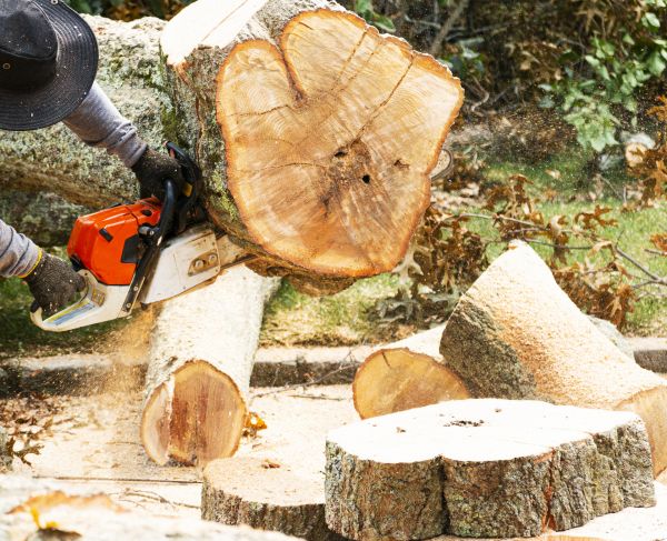 Tree Removal Service in Dayton