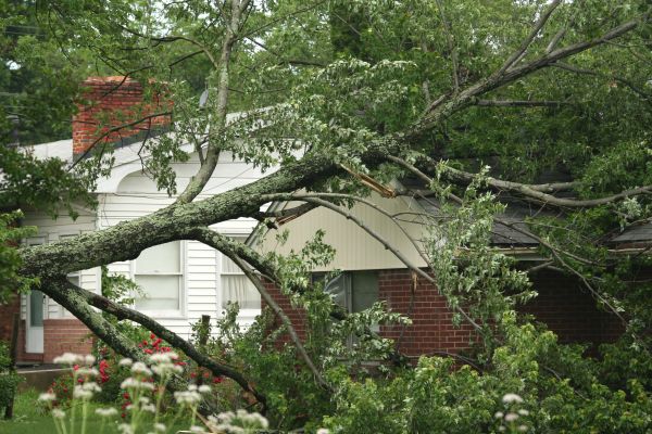 Emergency Tree Removal in Dayton
