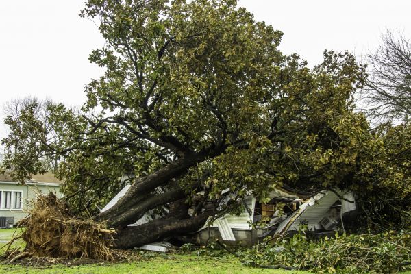 Fallen Tree Removal in Dayton