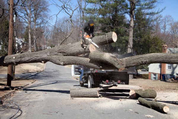 Cost of Residential Tree Removal in Dayton