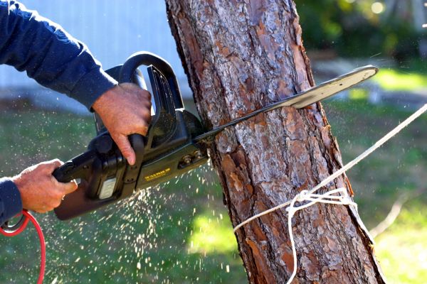 Dead Tree Removal in Dayton